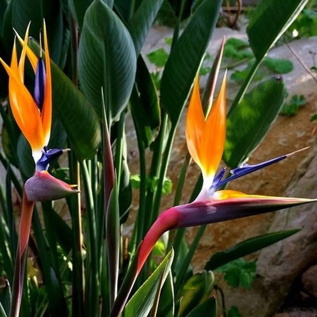 Orange Blue flower seeds