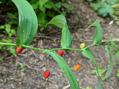Watermelon Berry Streptopus amplexifolius Fruit Seeds for Planting – Heirloom Non-GMO Garden Seeds