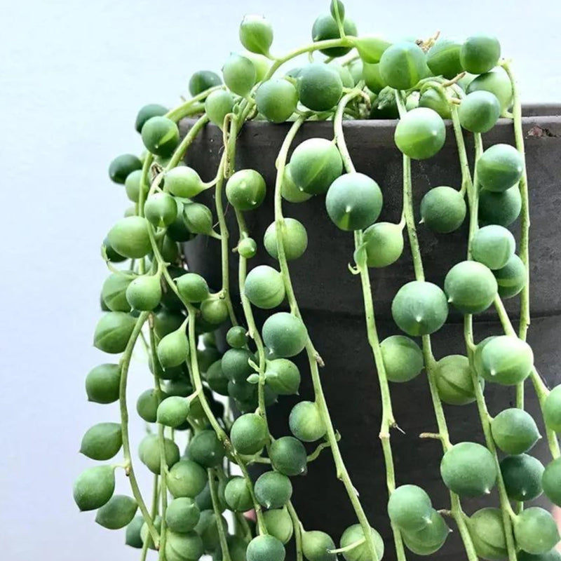 String of Pearls Plant Seeds for Planting – Heirloom Non-GMO Garden Seeds