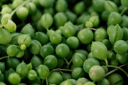 String of Pearls Plant Seeds