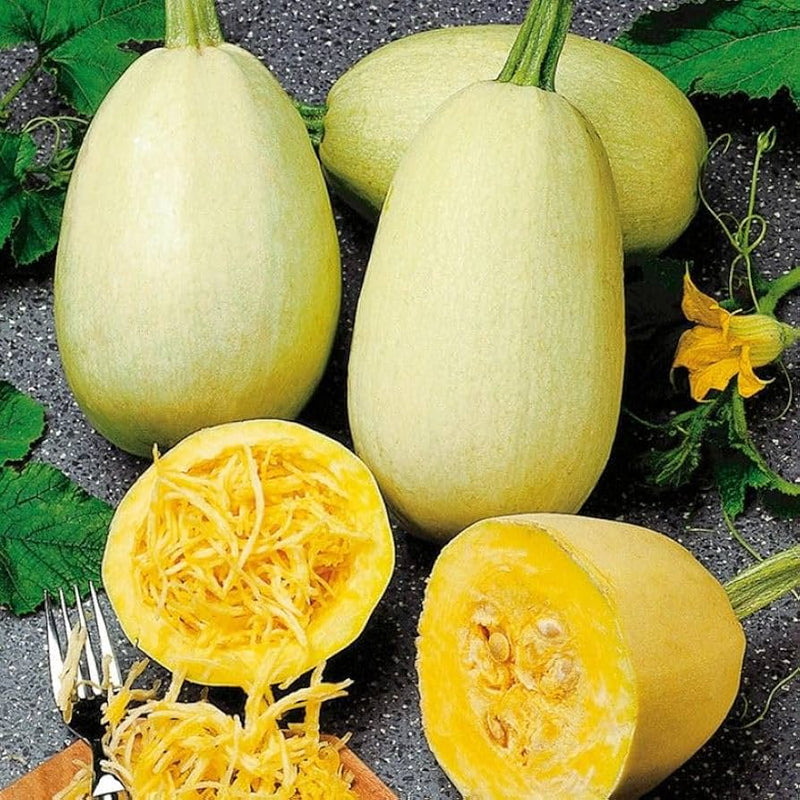 Vegetable Spaghetti Squash Seeds for Planting – Heirloom Non-GMO Garden Seeds