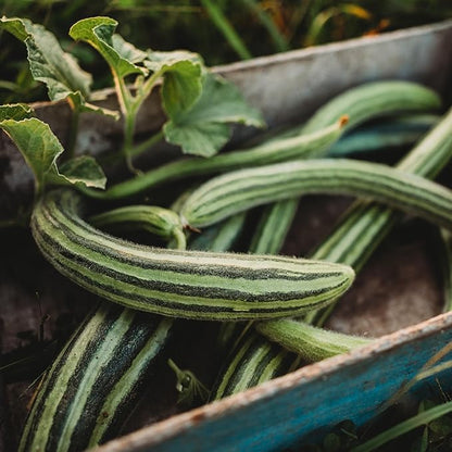 Striped Armenian Cucumber Seeds