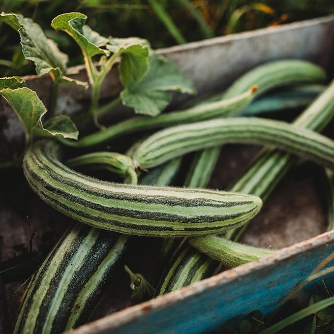 Striped Armenian Cucumber Seeds