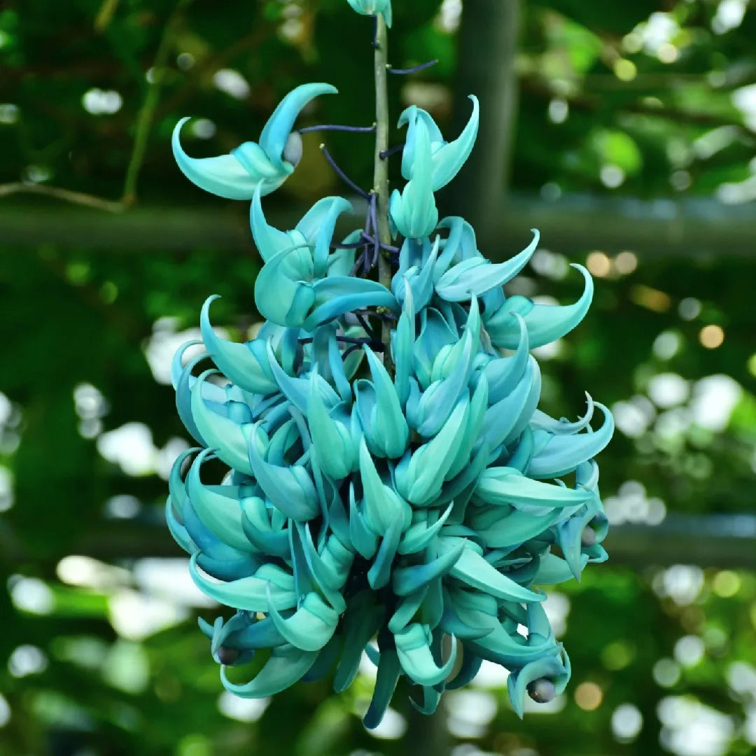 Light Green flower seeds