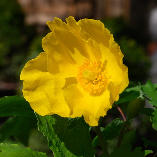 Stylophorum Lasiocarpum flower seeds