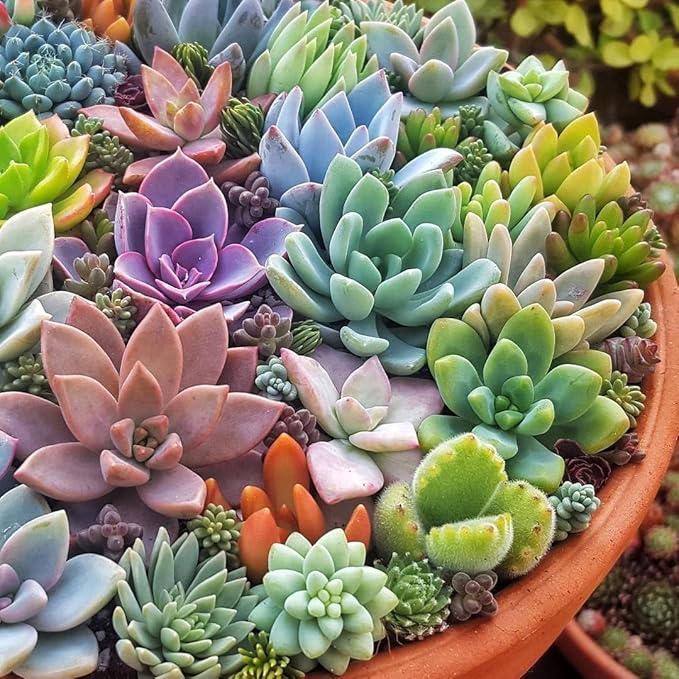 Succulent flower seeds