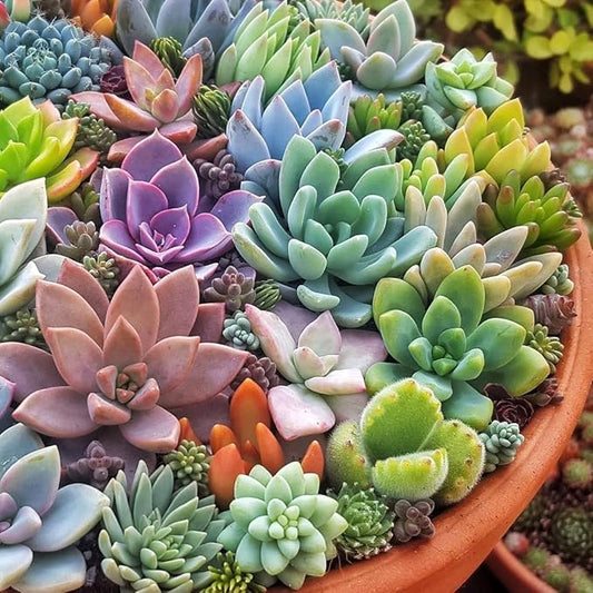 Succulent flower seeds