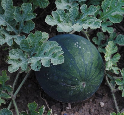 sugar baby watermelon seeds