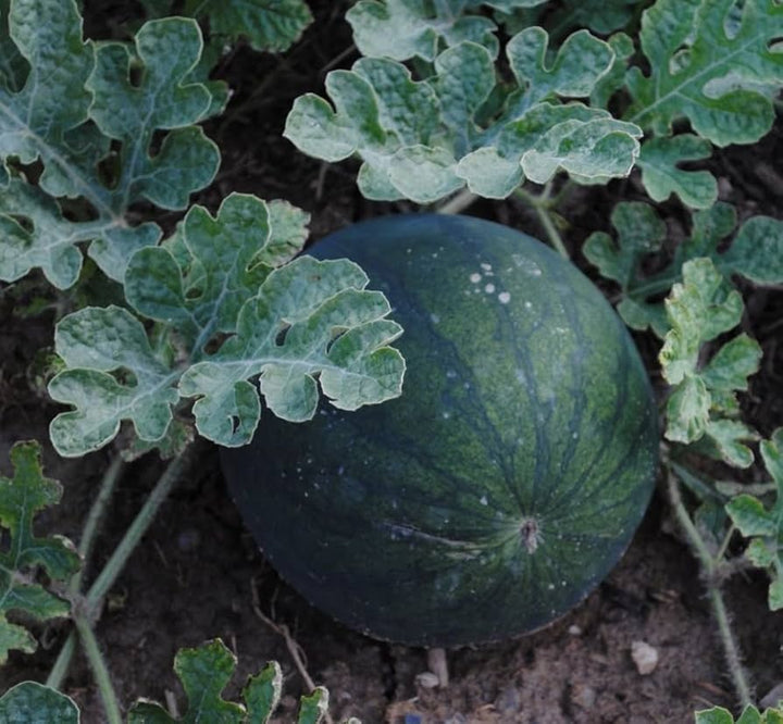 sugar baby watermelon seeds