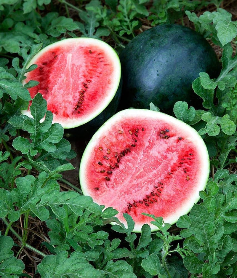 Sugar Baby Anguria Seeds – Sweet Mini Watermelon Garden Seeds