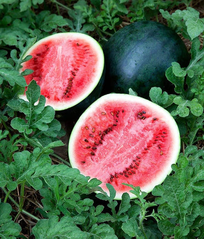 Sugar Baby Anguria Seeds – Sweet Mini Watermelon Garden Seeds