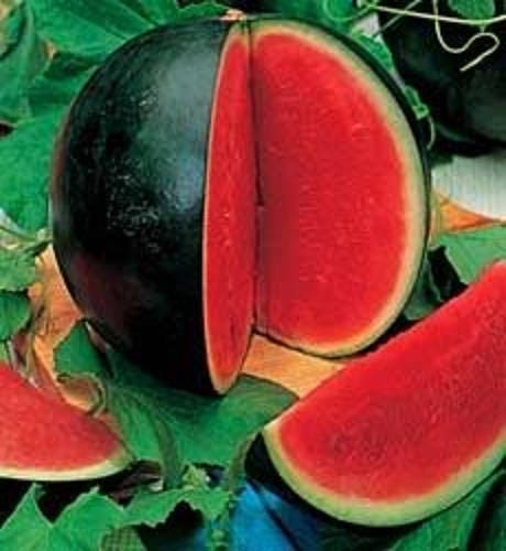 Sugar Baby Watermelon Fruit Seeds for Planting – Heirloom Non-GMO Garden Seeds