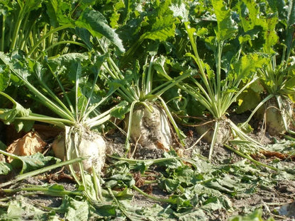 Sugar Beet Seeds