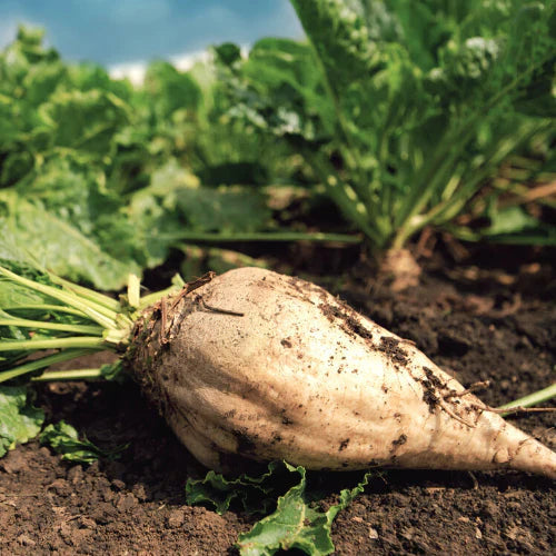 Sugar Beet Seeds for Planting – Heirloom Non-GMO Garden Seeds