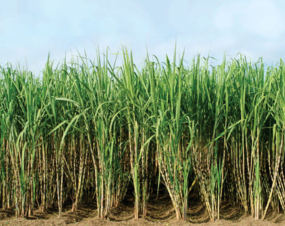 Sugarcane Seeds for Planting – Heirloom Non-GMO Garden Seeds