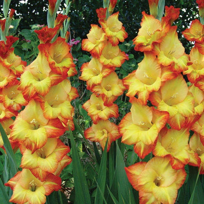 Yellow Orange flower seeds