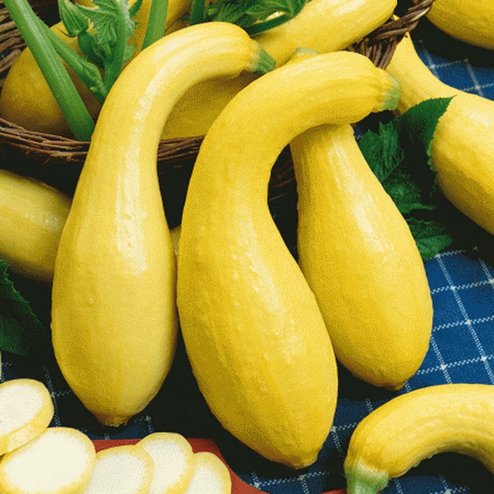 Summer Crookneck Squash Seeds