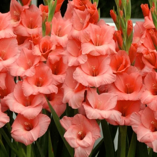 Summer Gladiolus flower seeds