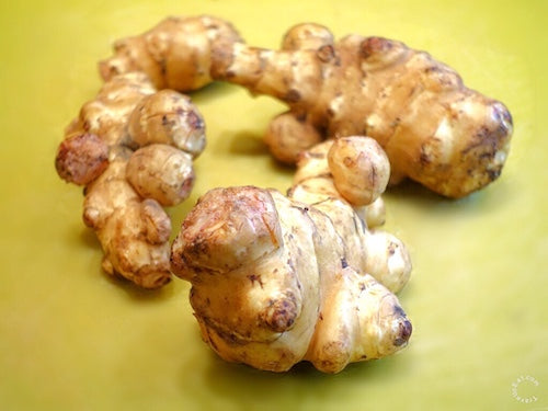 Jerusalem artichoke plant with tall green stems, broad leaves, bright yellow sunflower-like flowers, and edible underground sunchoke tubers.