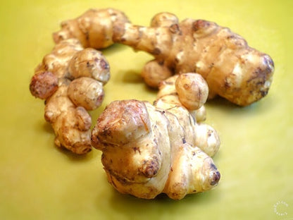 Jerusalem artichoke plant with tall green stems, broad leaves, bright yellow sunflower-like flowers, and edible underground sunchoke tubers.