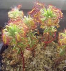 Sundew Carnivorous Plant Seeds for Planting