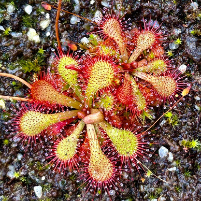 Colorful Sundew Leaves with Sticky Tentacles