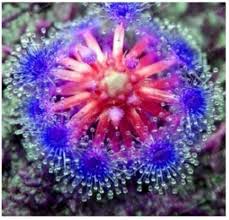 Colorful Sundew Leaves with Sticky Tentacles