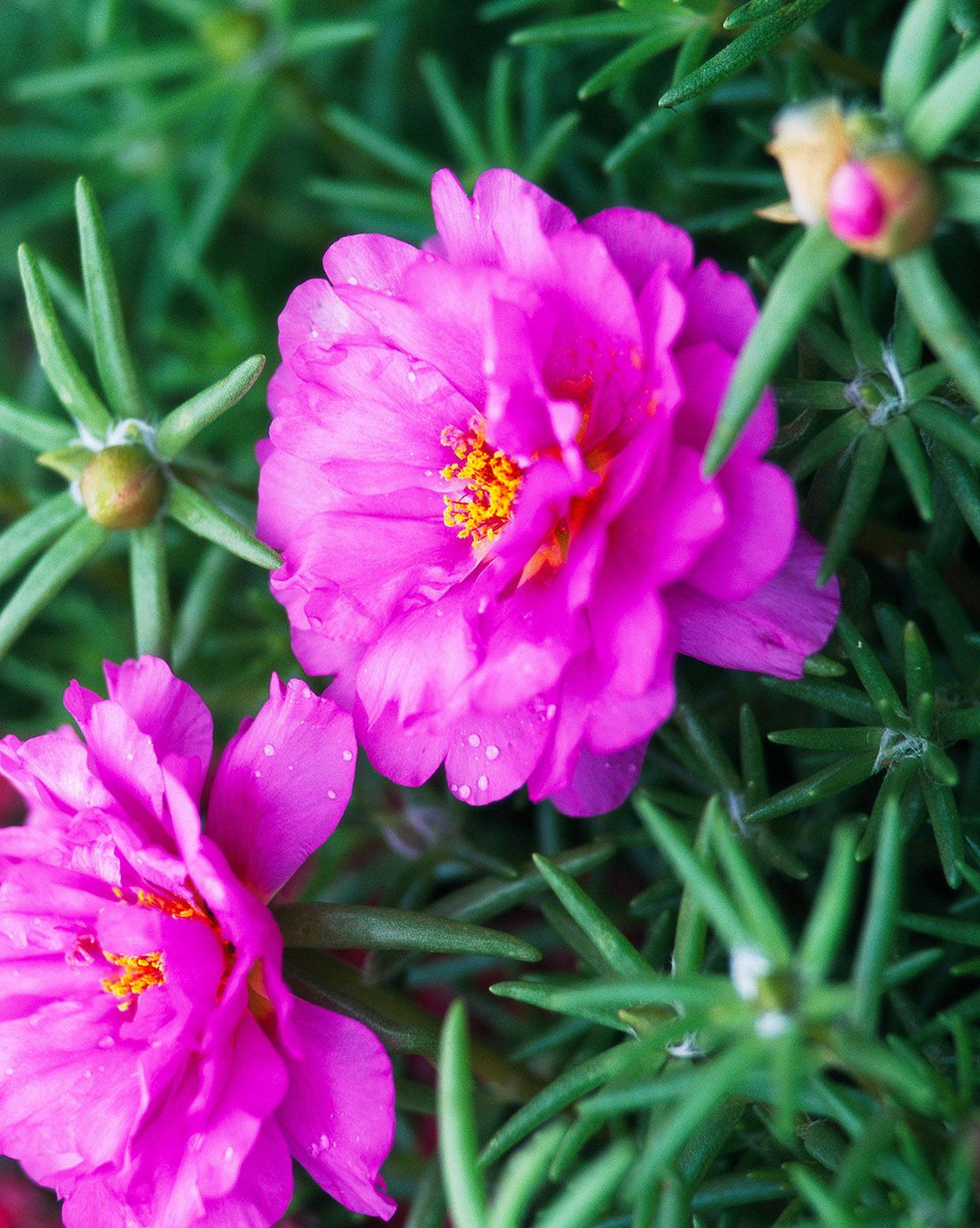 Pink Portulaca flower seeds