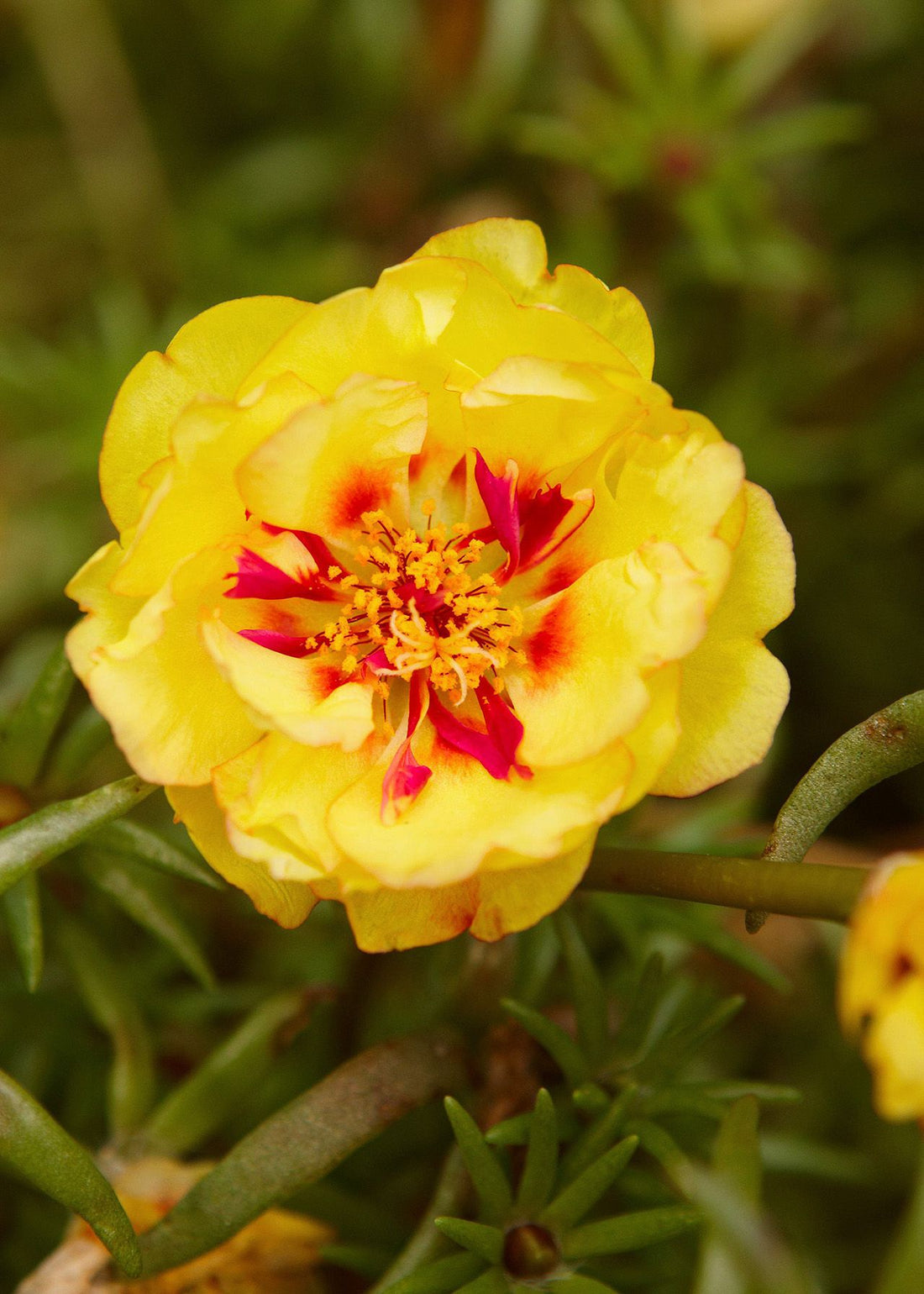 Yellow Moss flower seeds