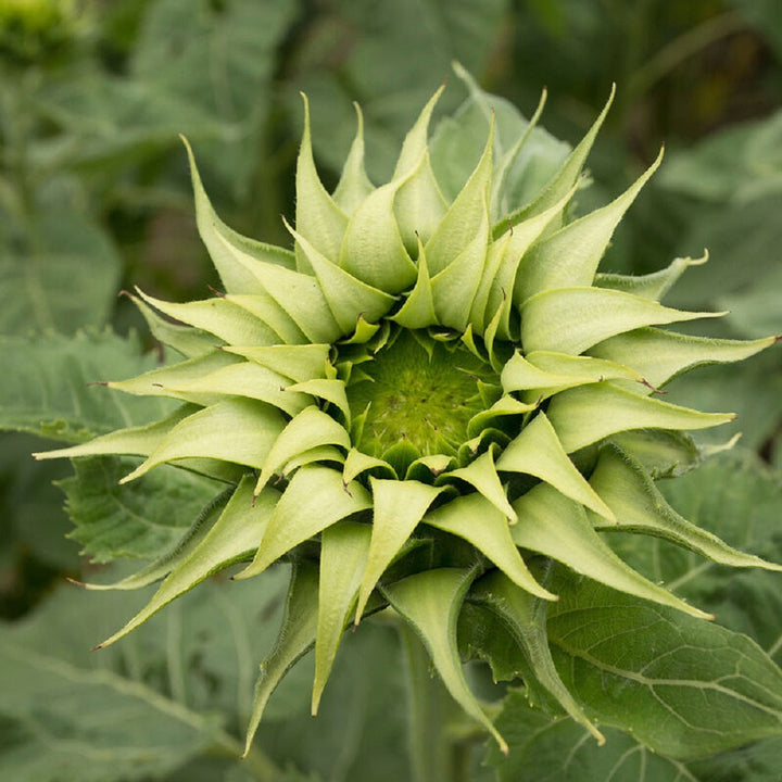 Green Sunflower flower seeds
