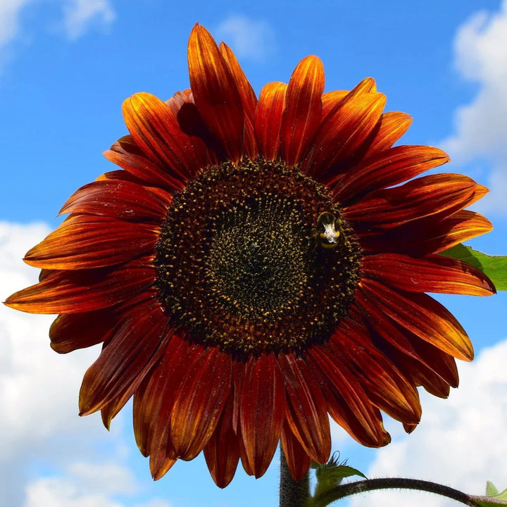 Chocolate Sunflower flower seeds