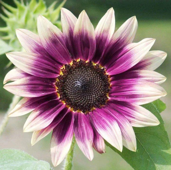 Cream Violet flower seeds