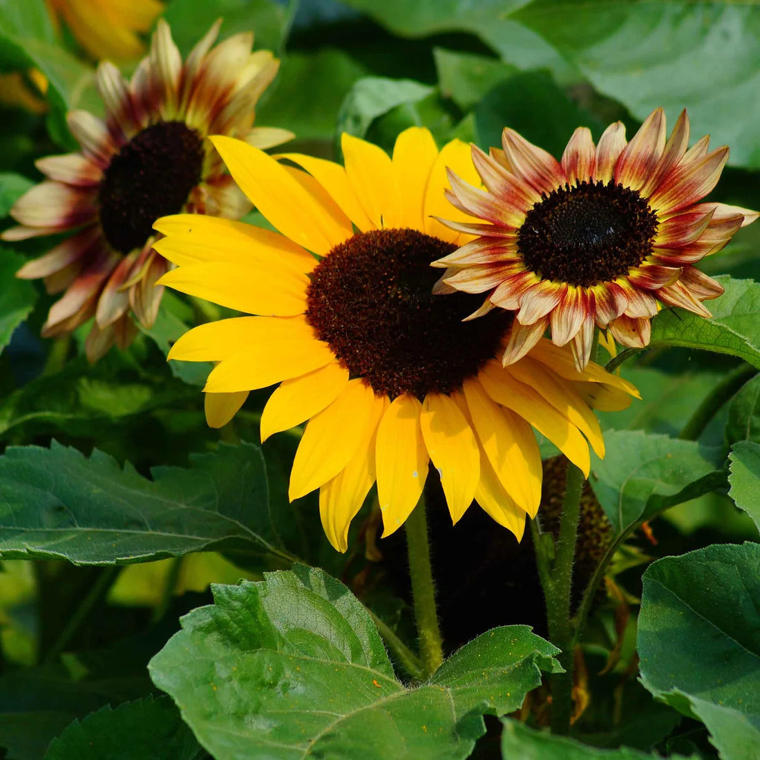 Sunflower Microgreens flower seeds
