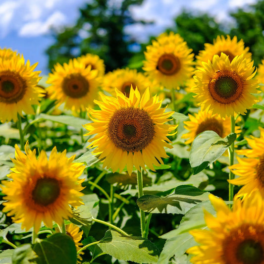 Burst Sunflower flower seeds