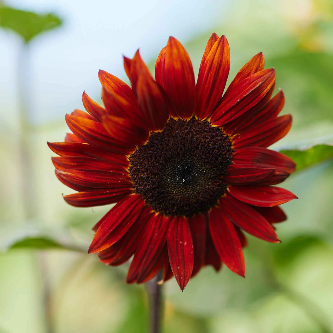 Red Sunflower flower seeds