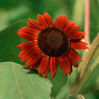 Dark Red flower seeds