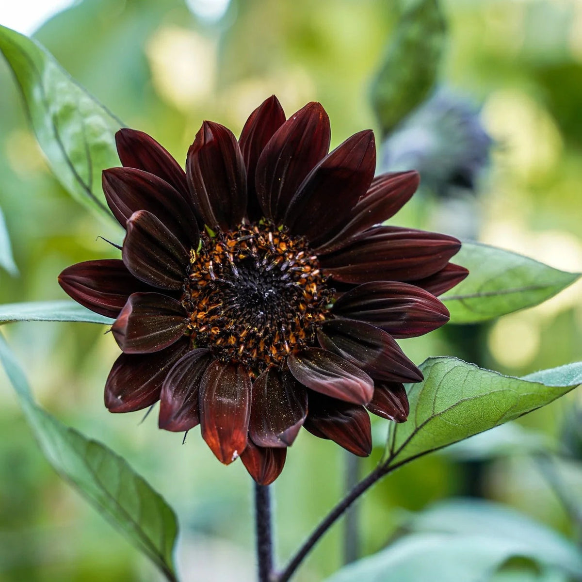 Chocolate Sunflower plant