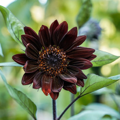 Chocolate Sunflower plant