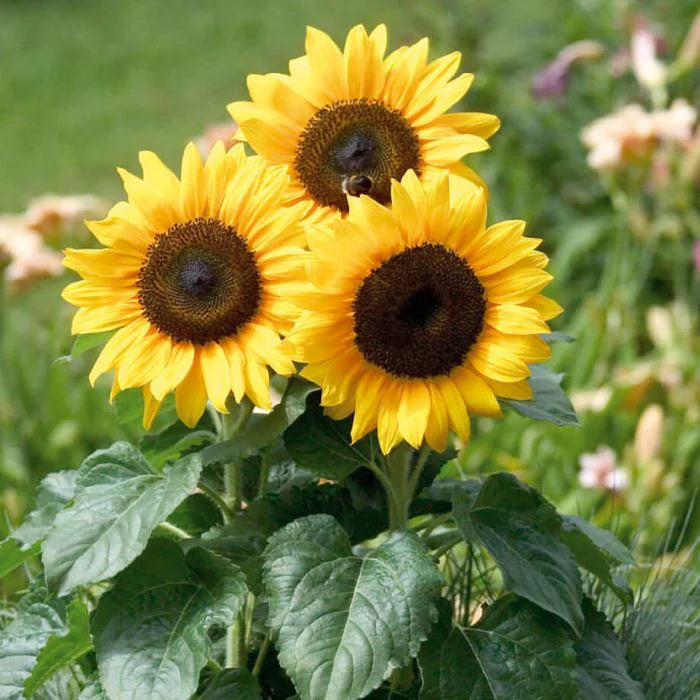 Sunflower flower seeds