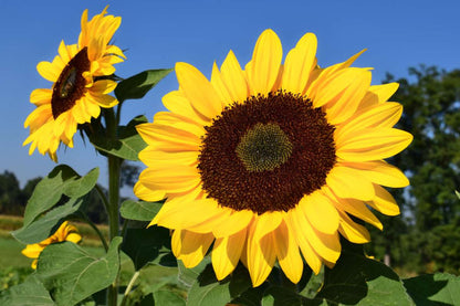Sunflower flower seeds