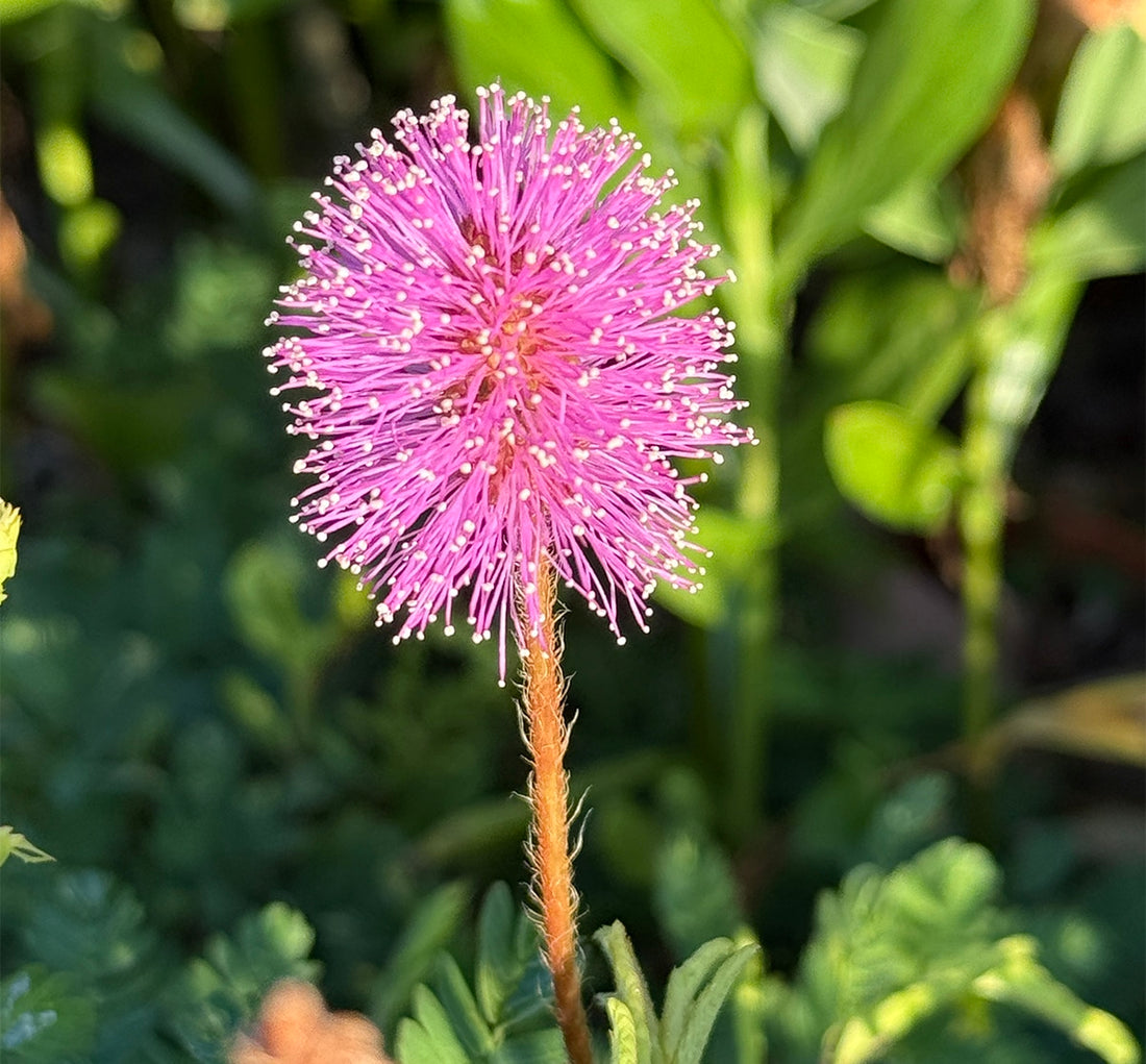Mimosa flower seeds