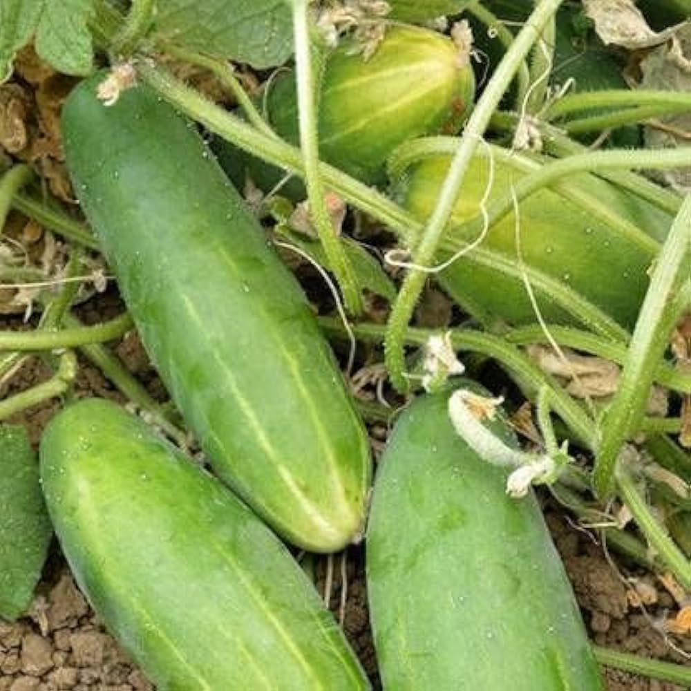Spacemaster Cucumber Seeds