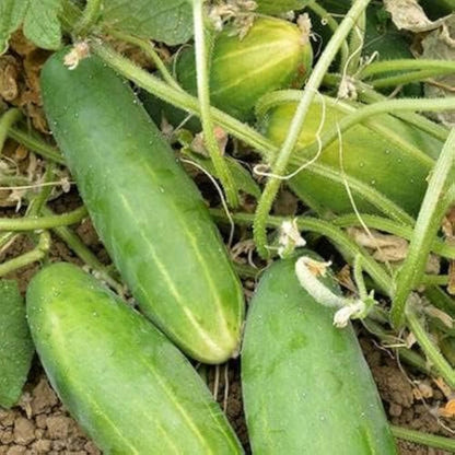 Spacemaster Cucumber Seeds