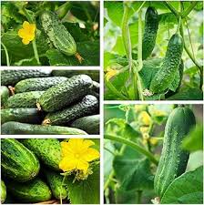 Super Reale F1 Cucumber Seeds for Planting