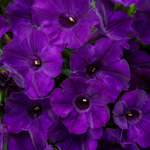 Pink Violet flower seeds