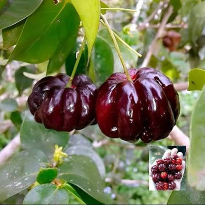 Zill's Surinam Cherry Fruit Seeds for Planting featuring Eugenia uniflora with glossy green leaves, delicate white flowers, and deeply ribbed tropical cherry fruits