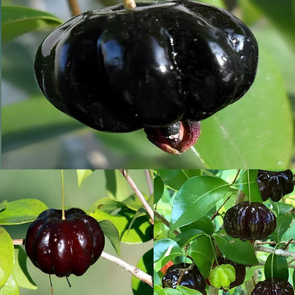 Suriname Cherry Fruit Seeds for Planting – Heirloom Non-GMO Garden Seeds