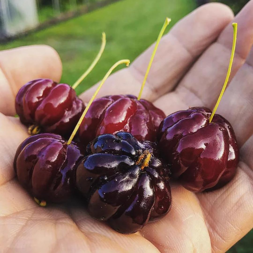Suriname Cherry Seeds