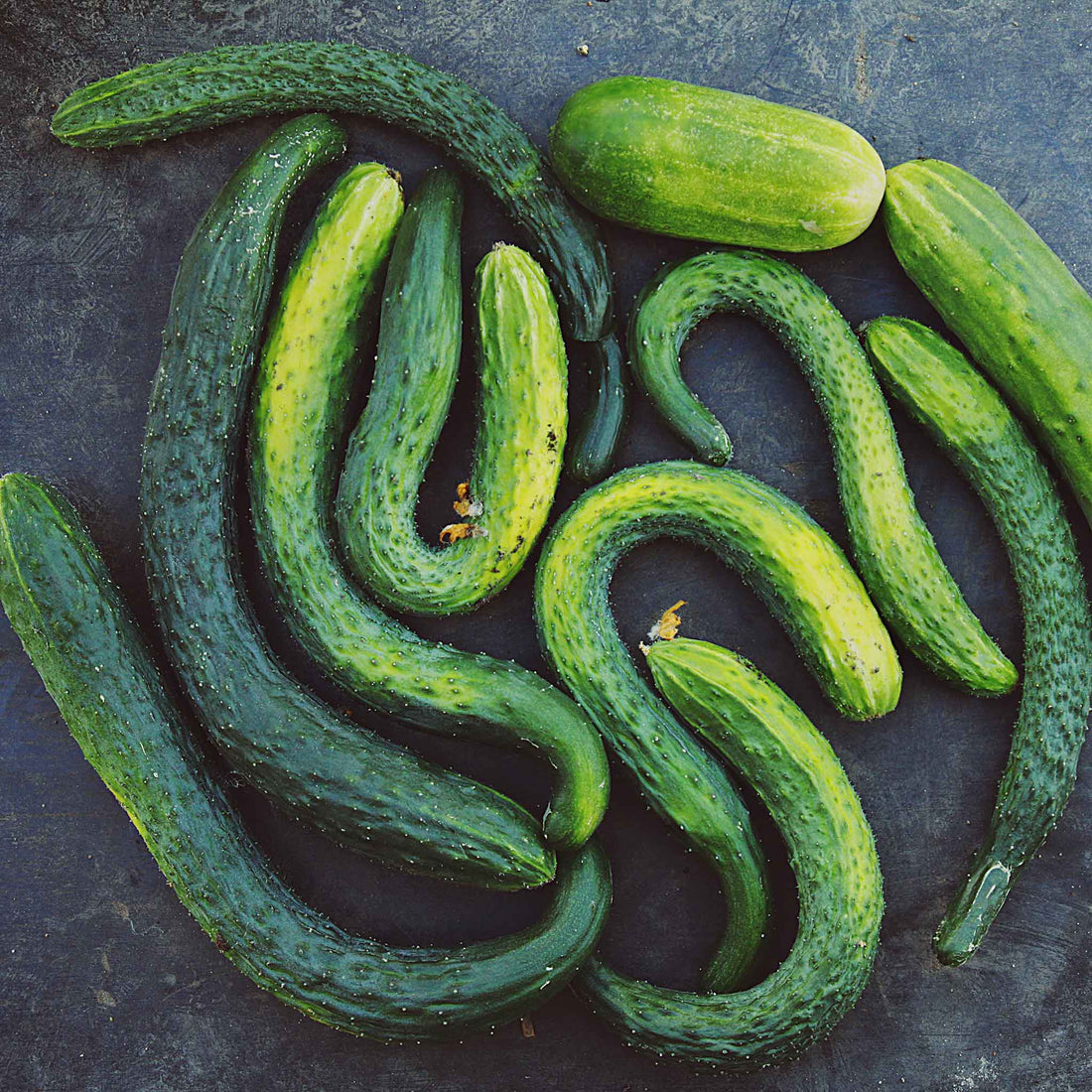 Suyo Long Cucumber Seeds