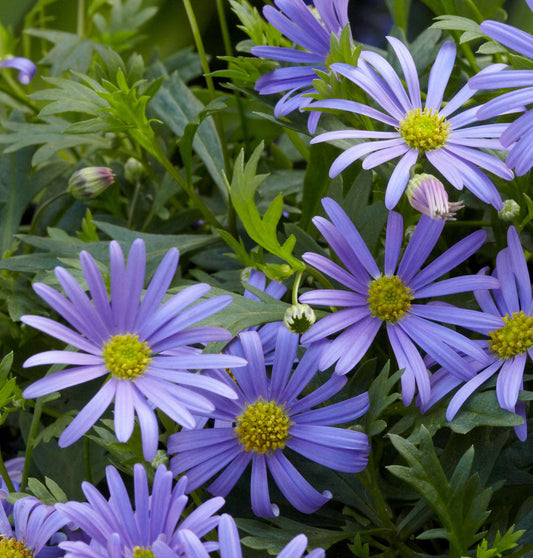 Blue Brachycome flower seeds